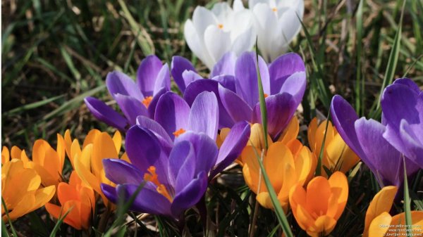 крокус шафран весенний