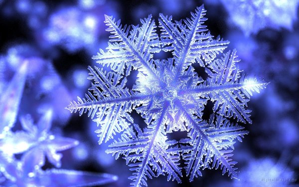 фотографии снежинок