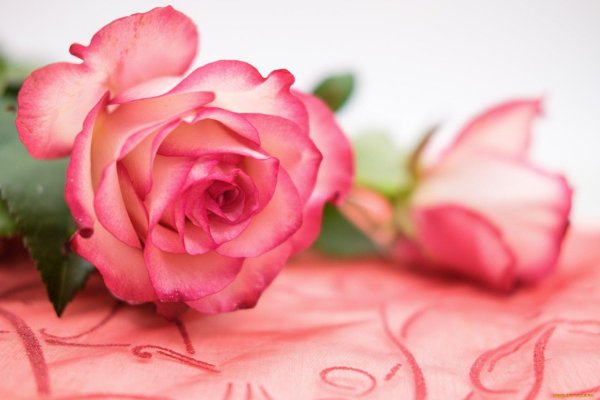 цветы розы розовые