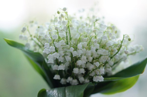 8 марта ландыши