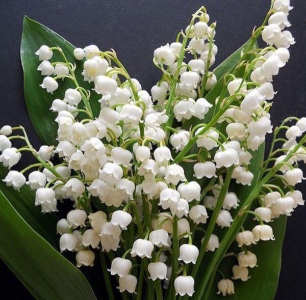 ландыши садовые