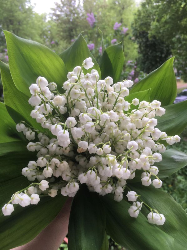 садовые ландыши