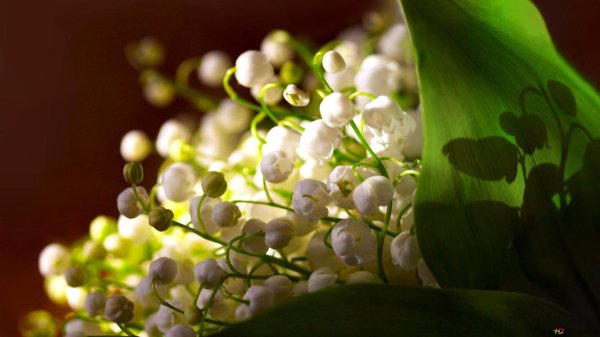 ландыши майские