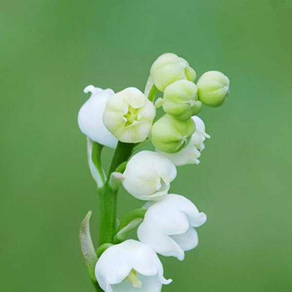 колокольчики ландыши цветы