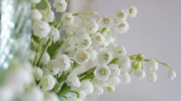 подснежники и ландыши