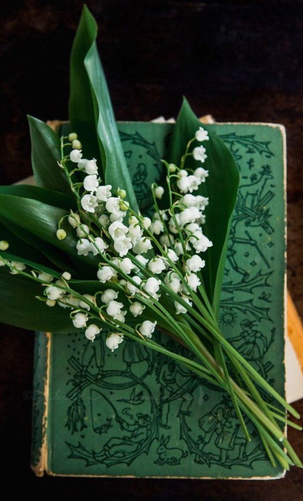 катарина кляйн ландыши