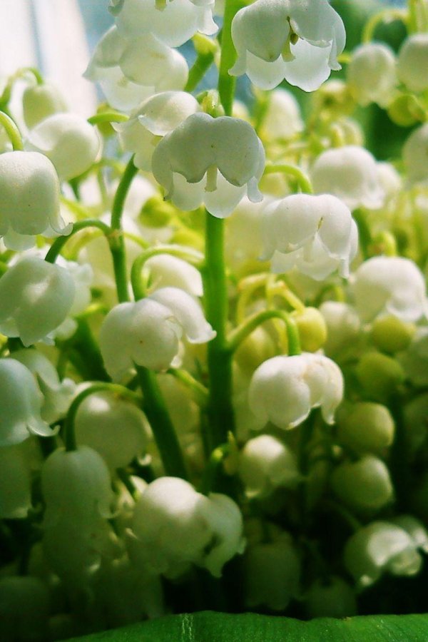 весна ландыши