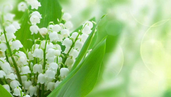 ландыши фон