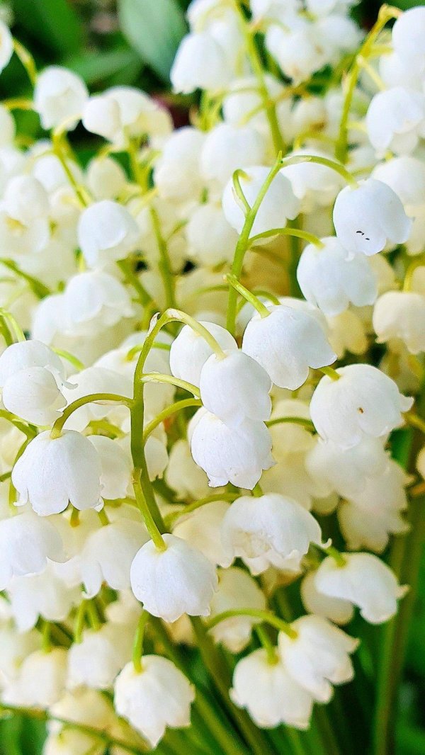 весна ландыши