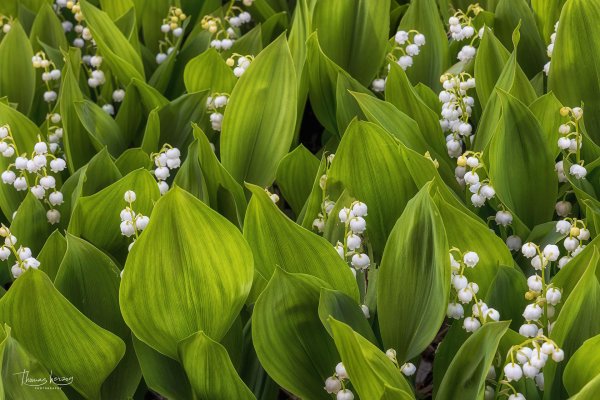ландыш convallaria majalis