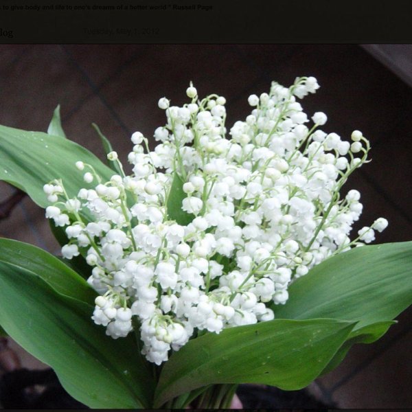 открытка ландыши