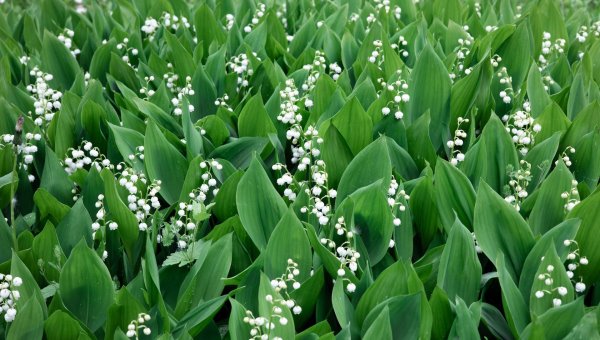 convallaria majalis
