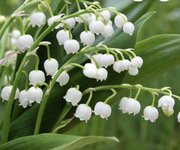 ландыши садовые