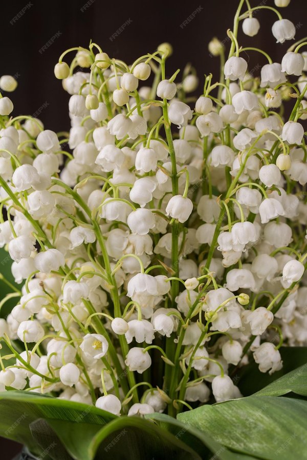 букет цветов ландыши