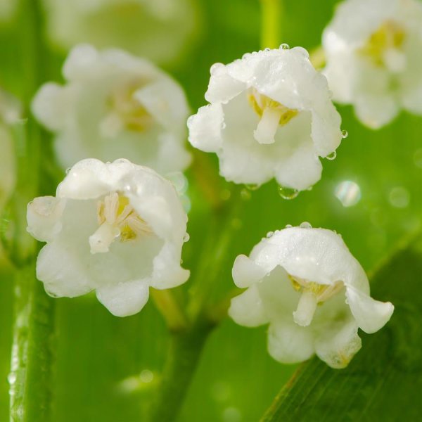 ландыши майские