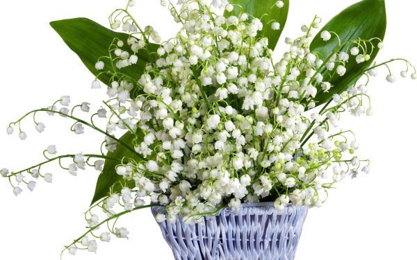 maylily ландыш