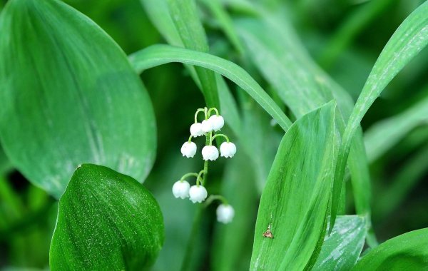 ландыши макросъемка