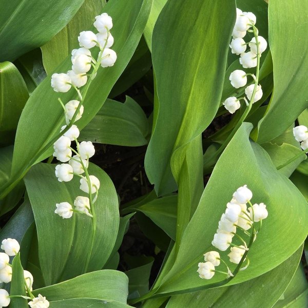 ландыши майские