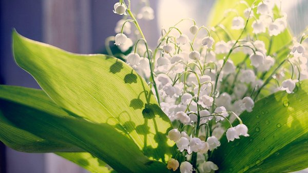 весенние цветы ландыши