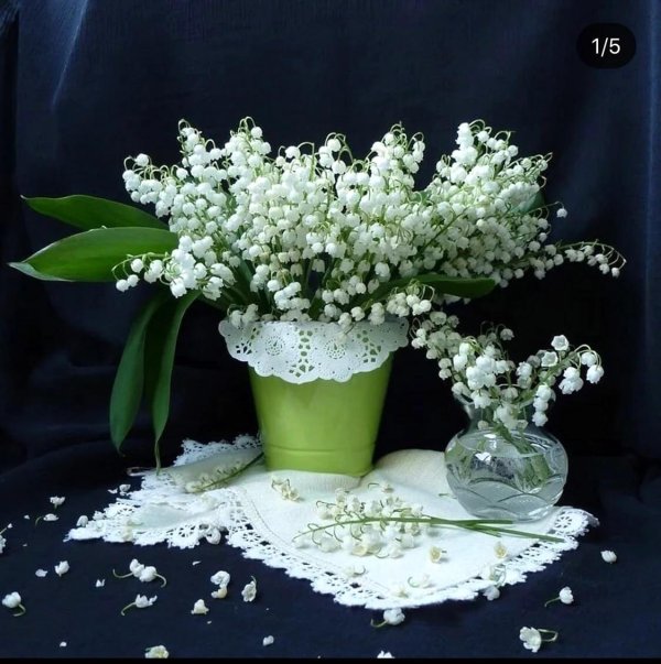 гарднер сирень ландыши