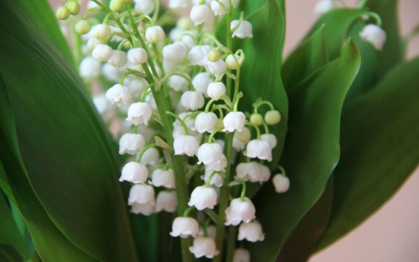 ландыши белые