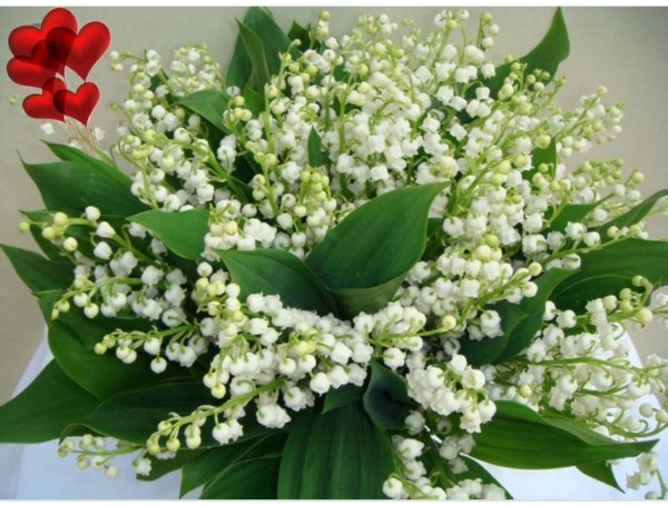 ландыш сирень жасмин