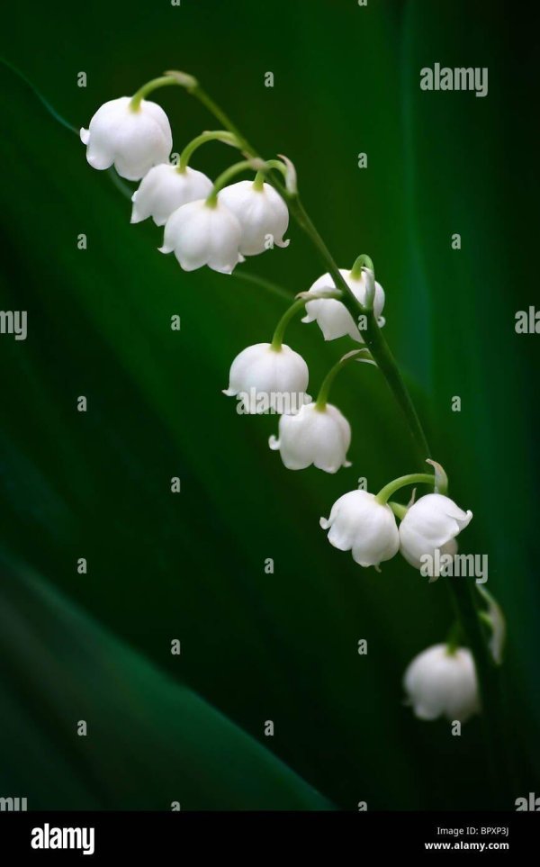 ландыш грандифлора