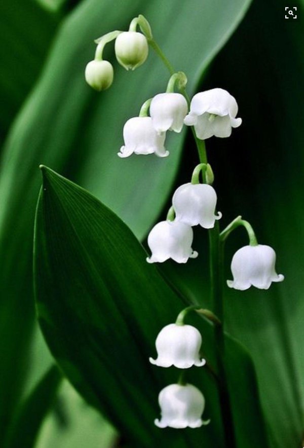 открытка ландыши