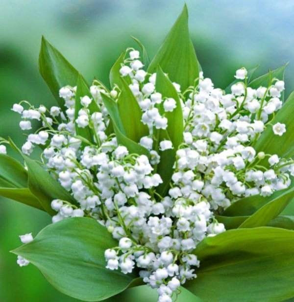 ландыши майские