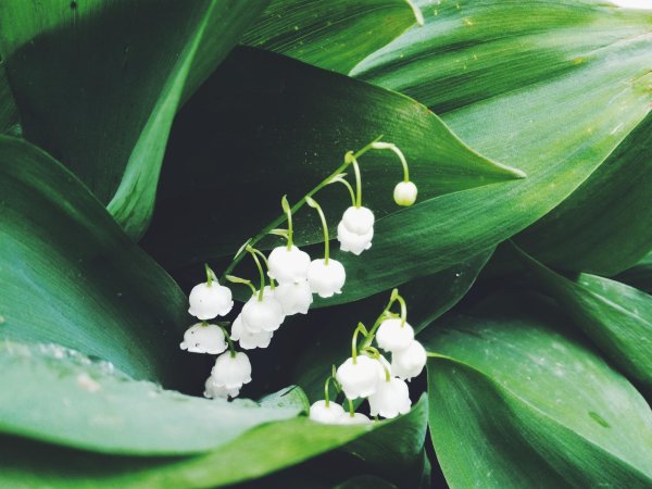 ландыш горный