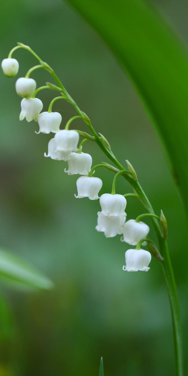 lily of the valley