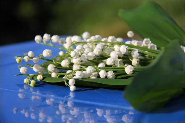 ландыш hardwick hall