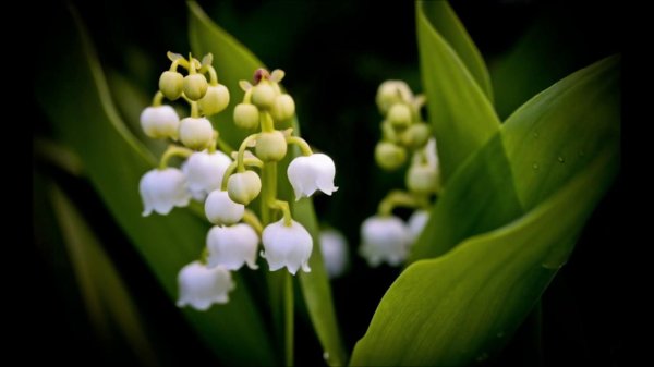 ландыши майские