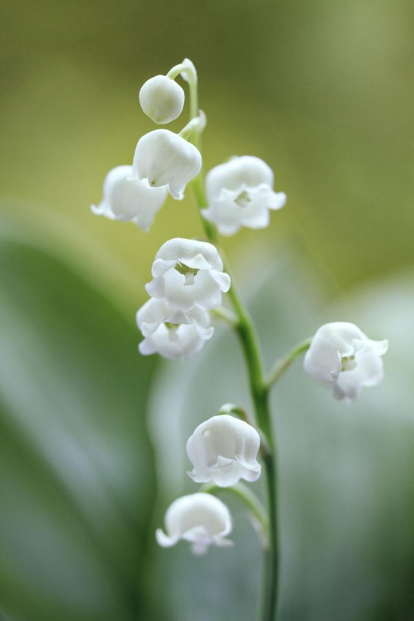 lily of the valley
