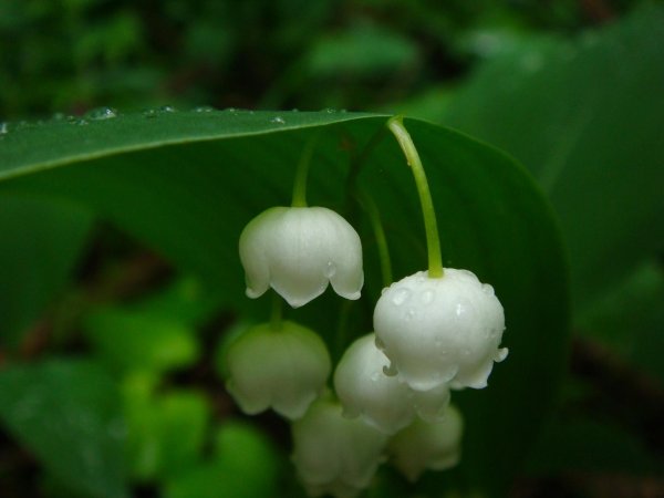 ландыш горный convallaria montana