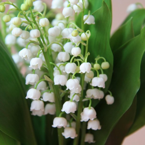 ландыши белые