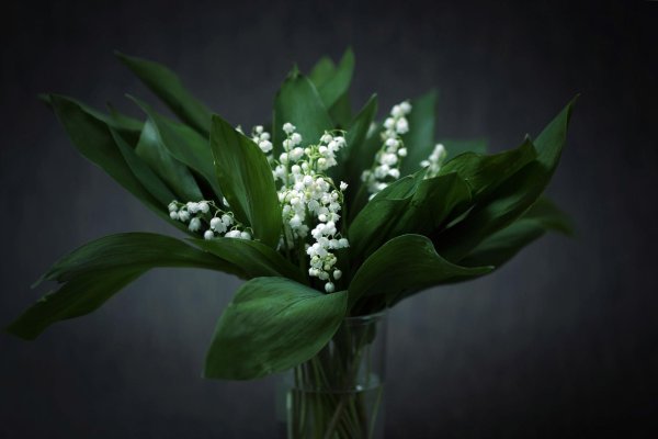 ландыш букет