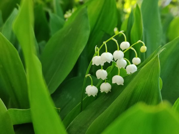 ландыши майские