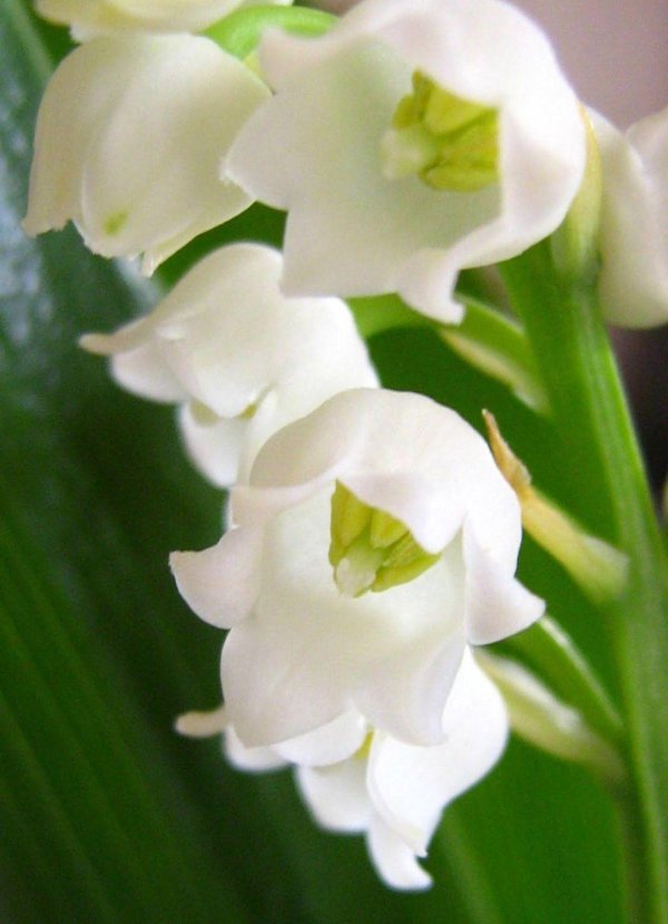 ландыши майские