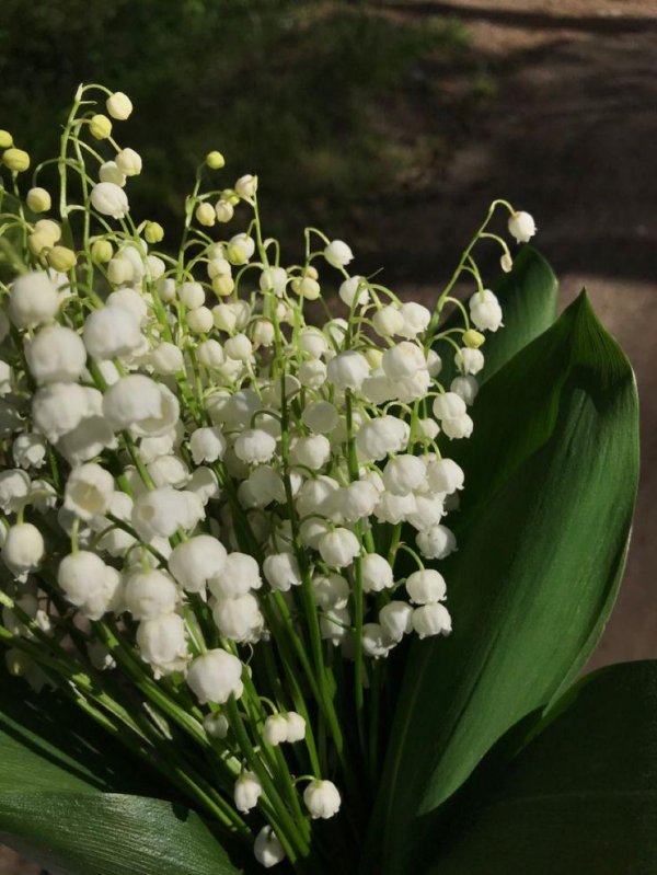 открытка ландыши