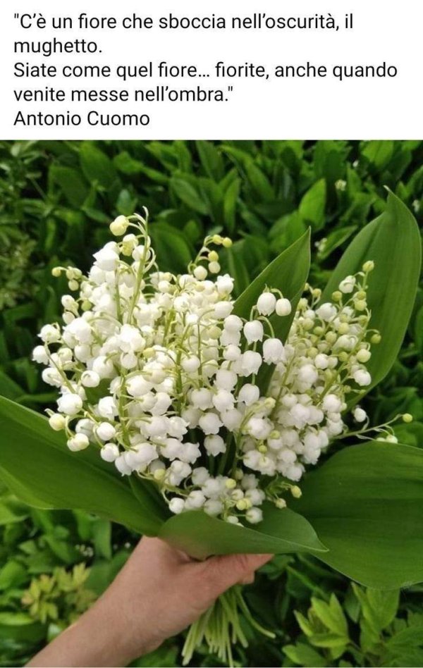 садовые ландыши