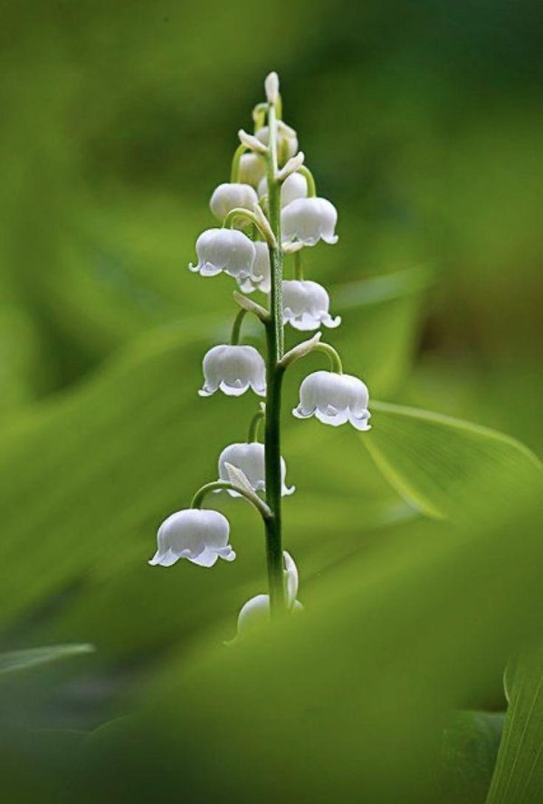 ландыши майские