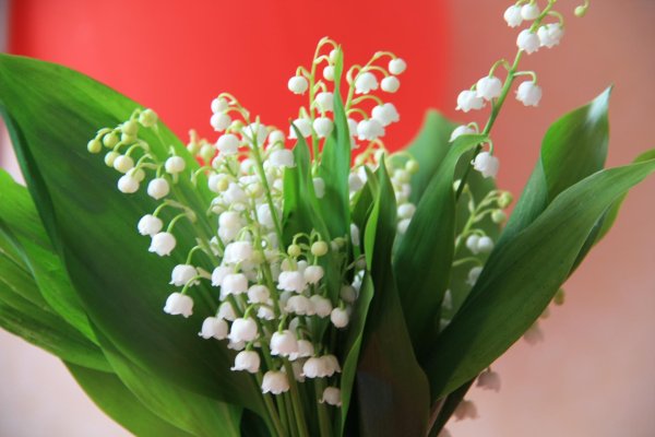 тюльпаны ландыши