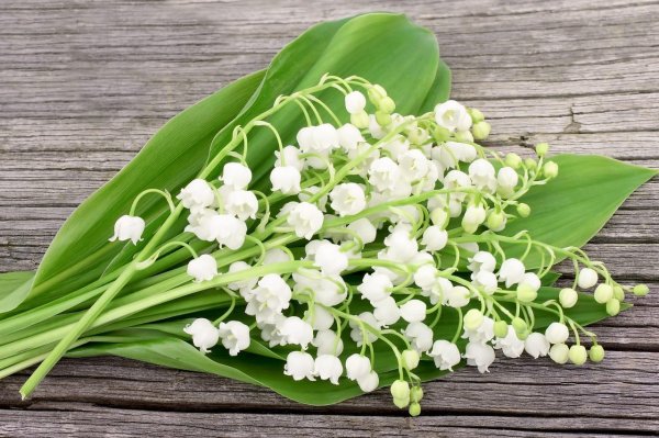 ландыши на бежевом фоне