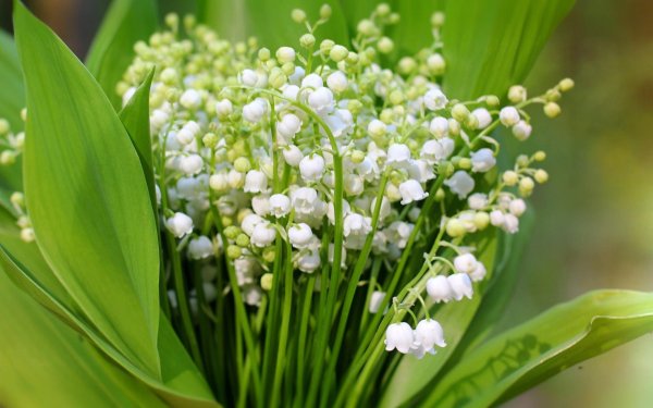 ландыши первоцветы