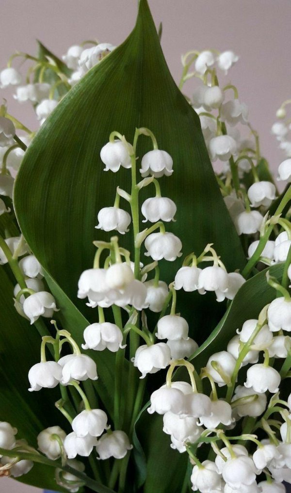 букет цветов ландыши