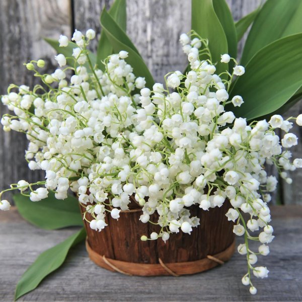 ландыши в корзине