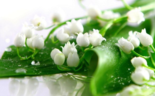 открытки с ландышами красивые