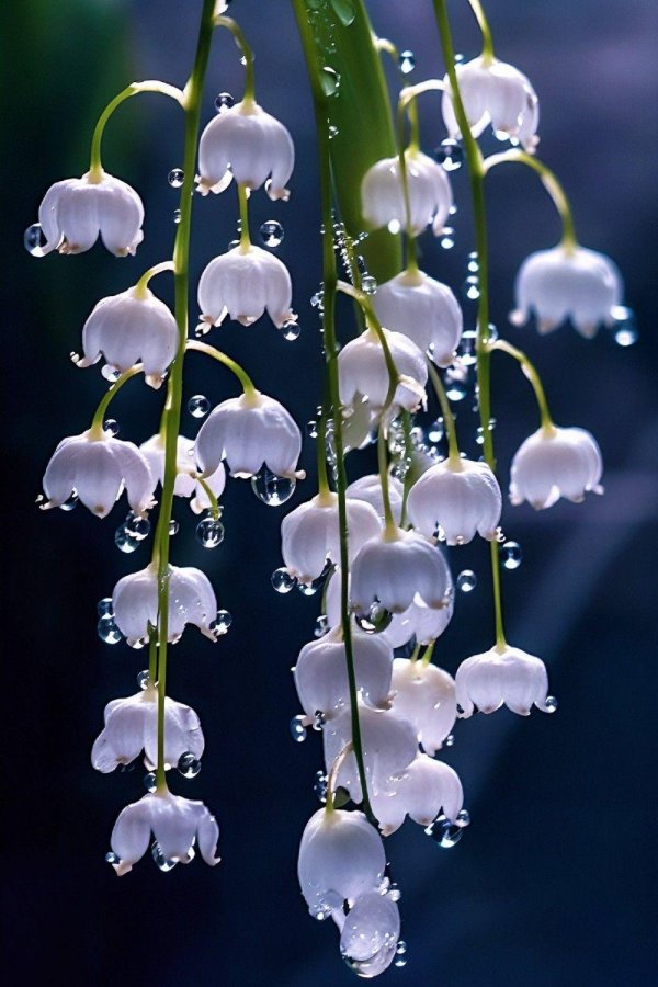 lily of the valley flower