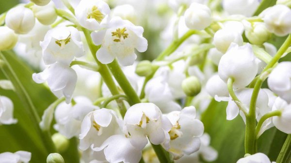 белые ландыши